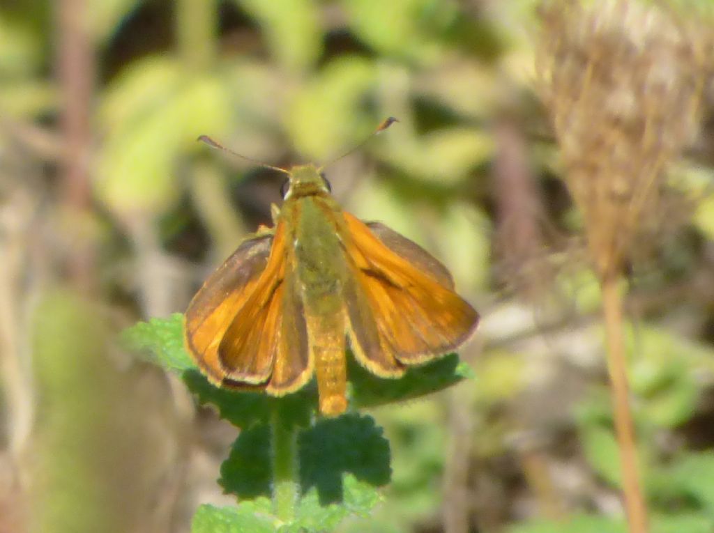 Ochlodes sylvanus, Hesperiidae